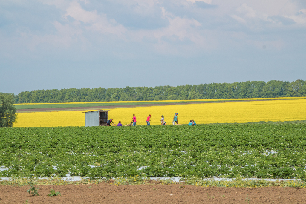 Fields Strawberry Rapeseed