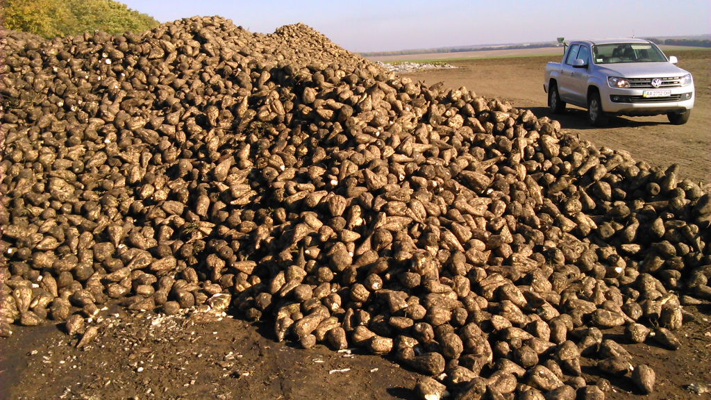 Sugarbeets