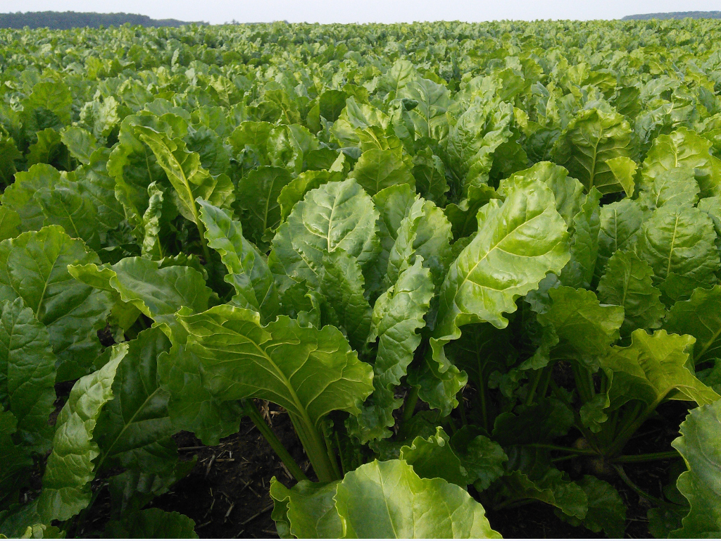 Sugarbeets1